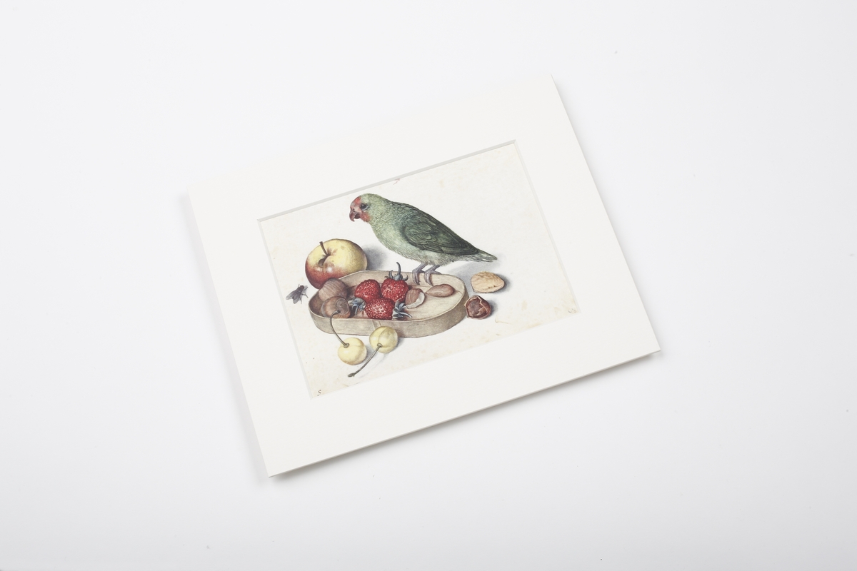 Miniprint in passepartout: Flegel, Still Life with Parrot