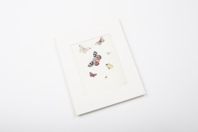 Miniprint in Passepartout: Withoos, Schmetterlinge